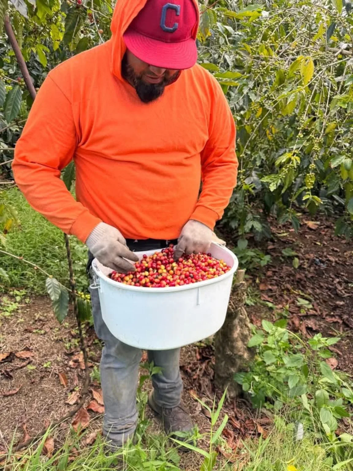 Worker collecting coffee cherries by hand
