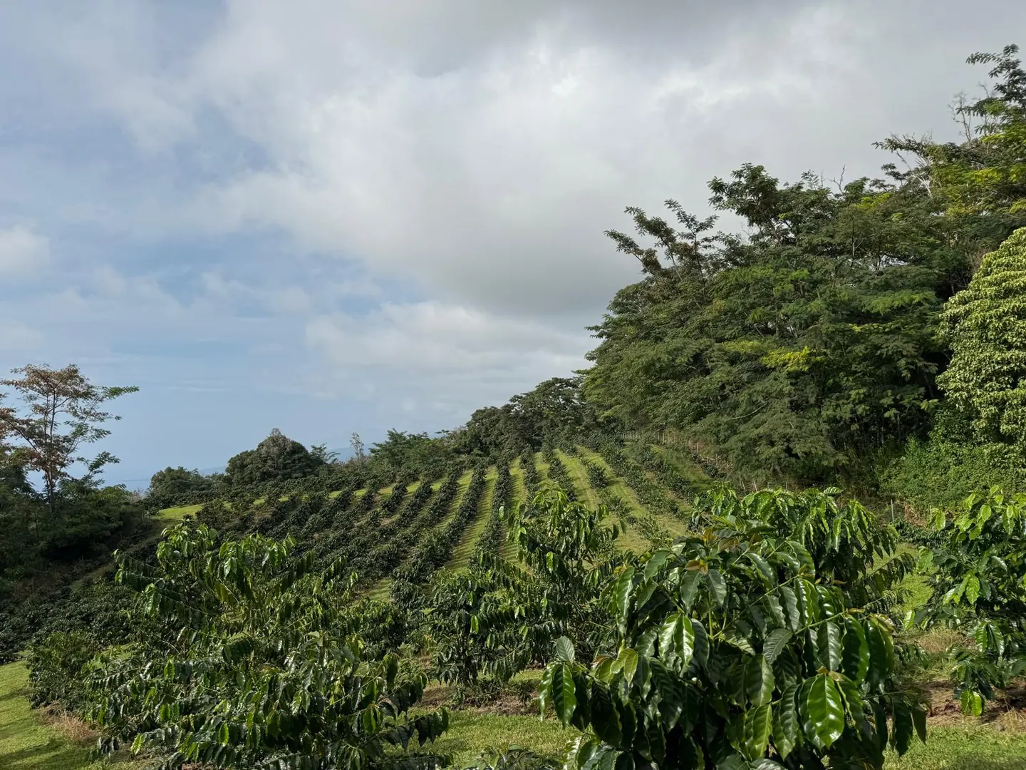 Rows of Arabica coffee growing on the slopes of Mauna Loa in Kona