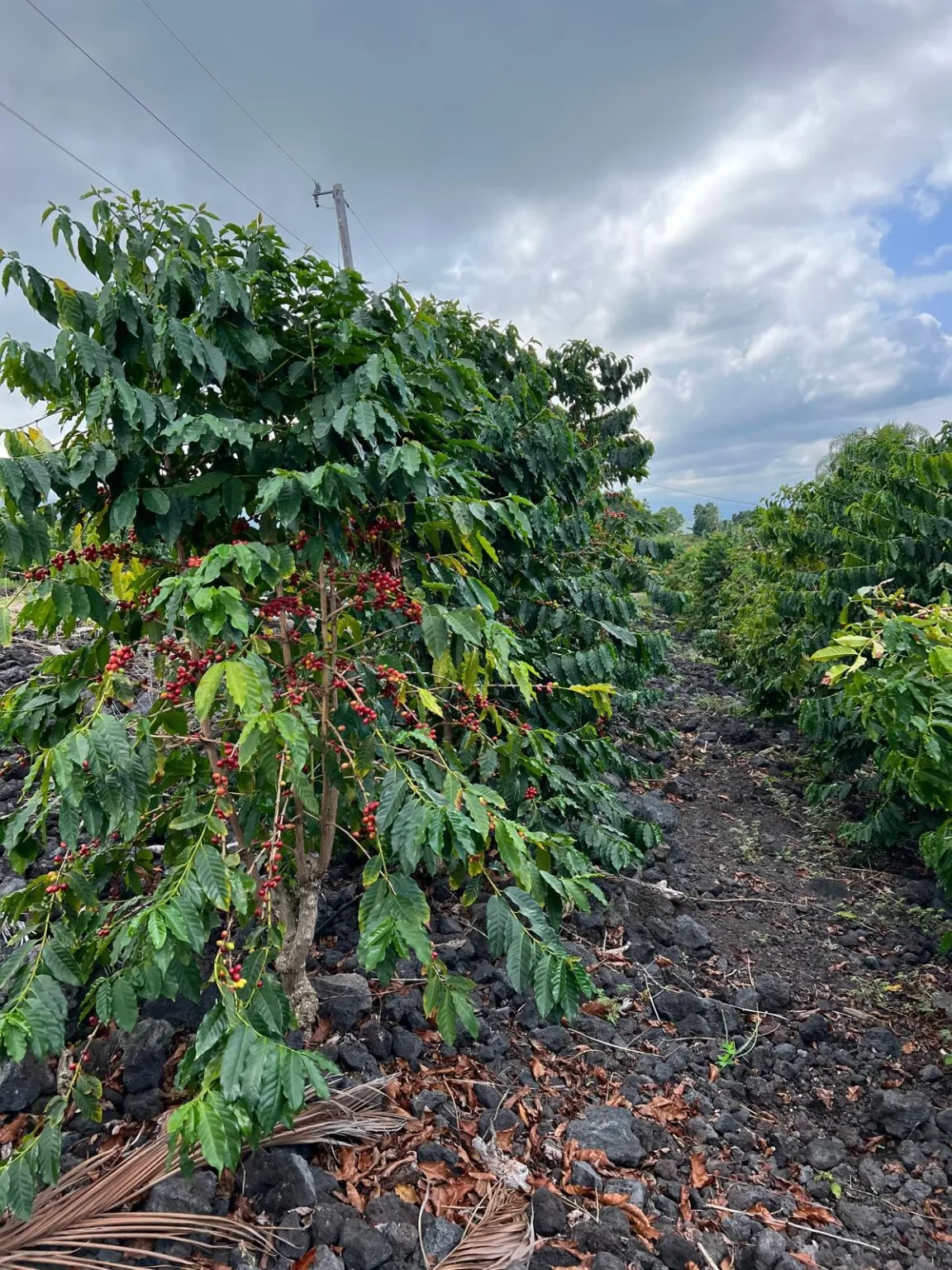 Coffee trees with ripening cherries at the Kona farm